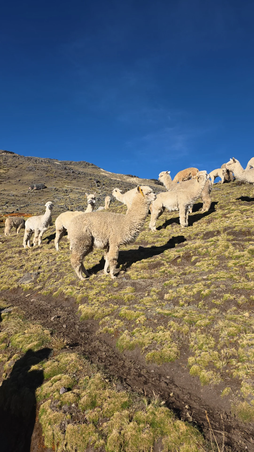Ausangate Trek 5 Days - panorama in the Cusco region, Cusco, Peru