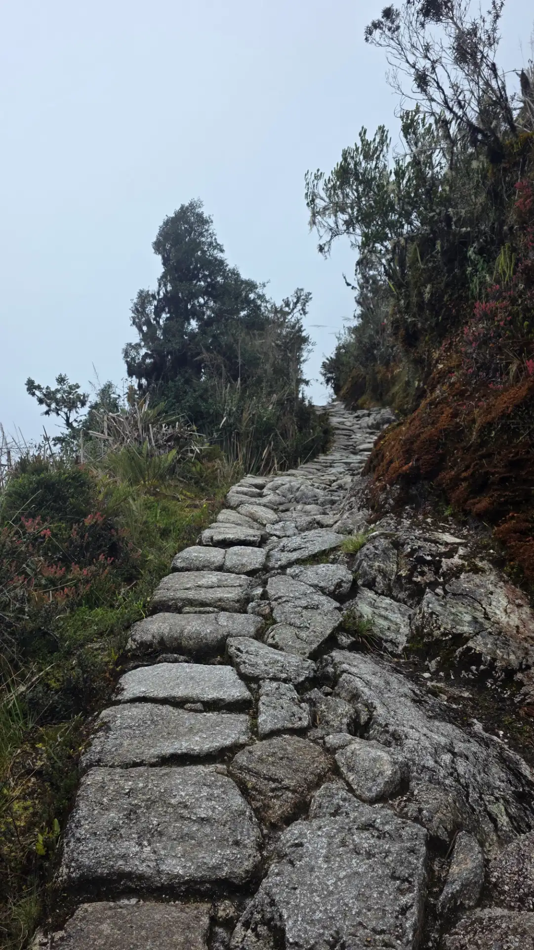 Stone stairways through the cloud forest on the third day.