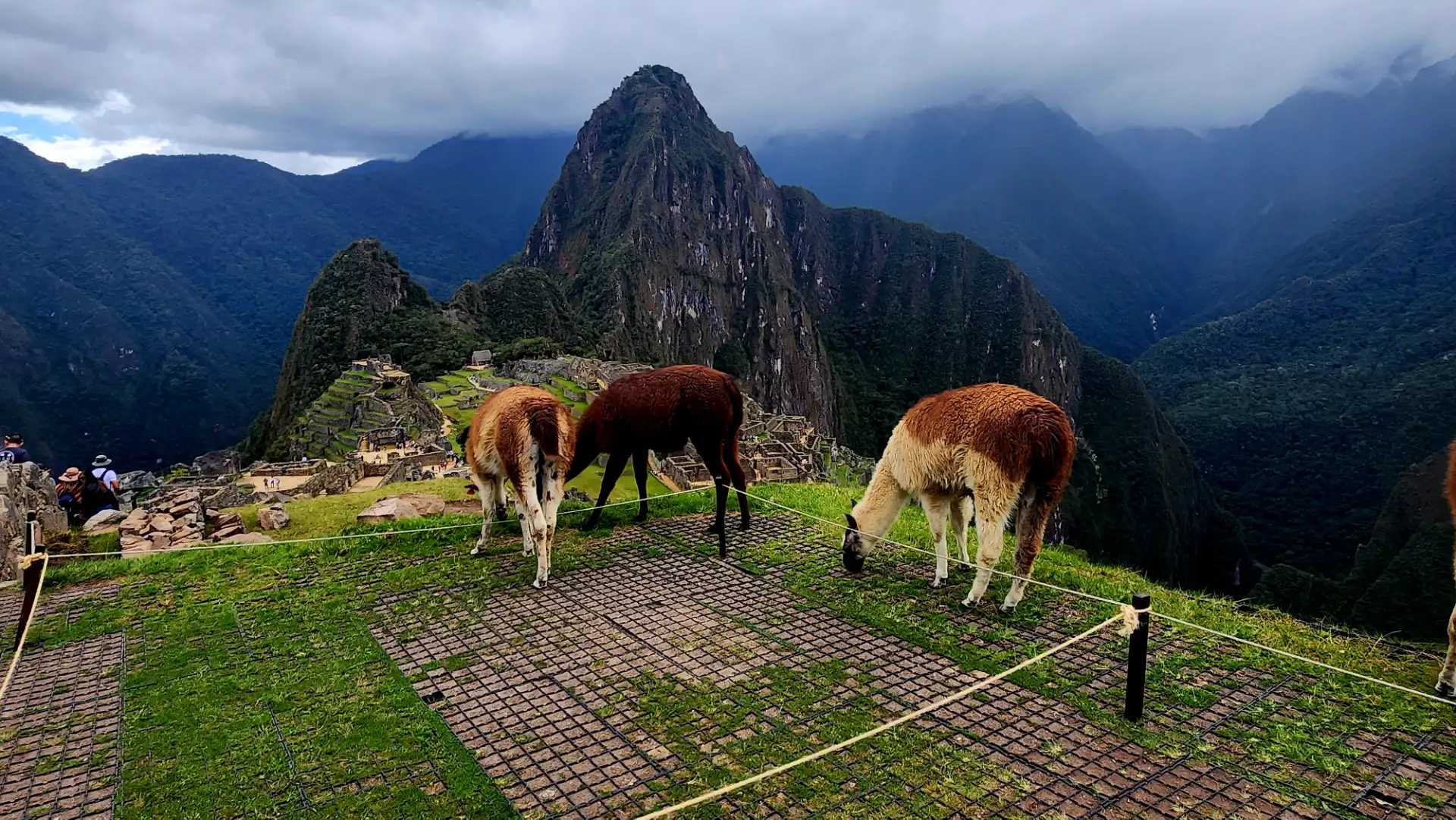 Llamas on the terraces, Peru