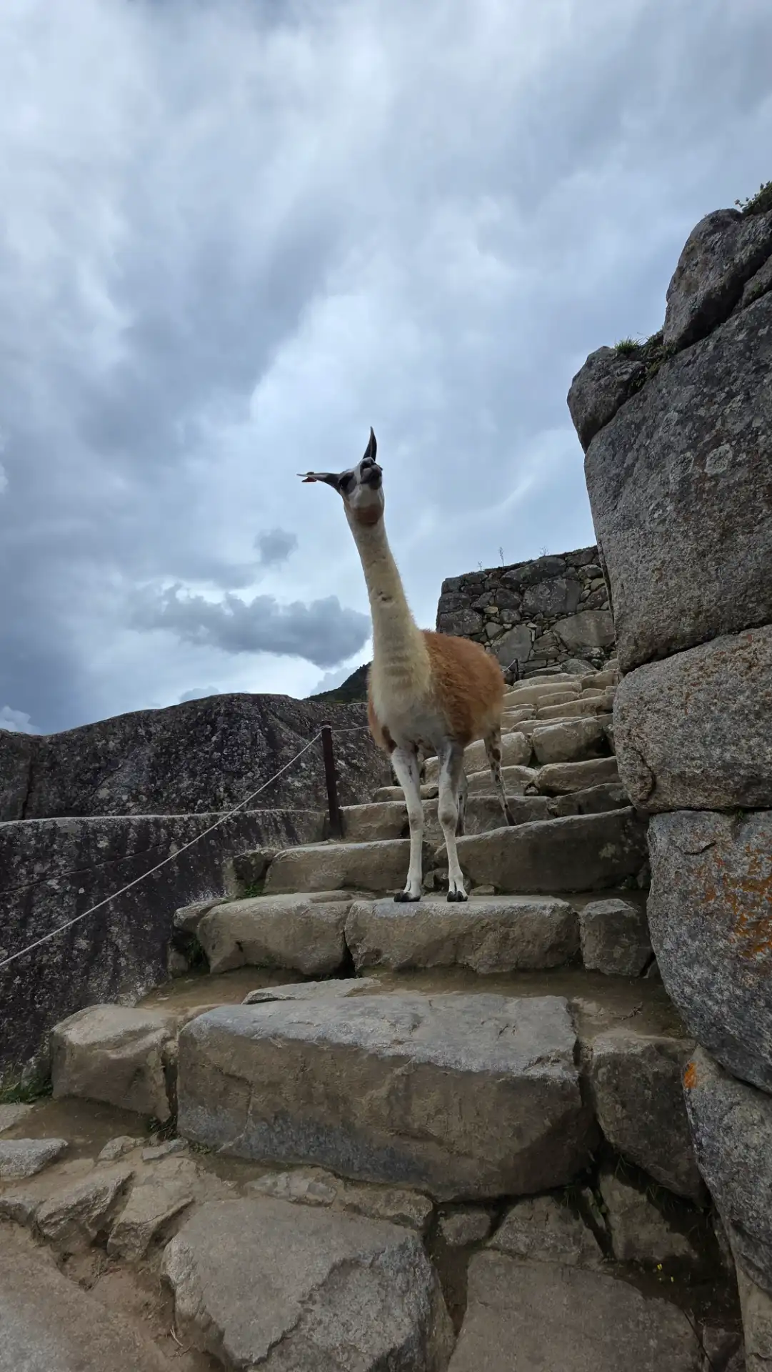 Uma lhama nas escadarias incas, um dos temas favoritos de Machu Picchu.