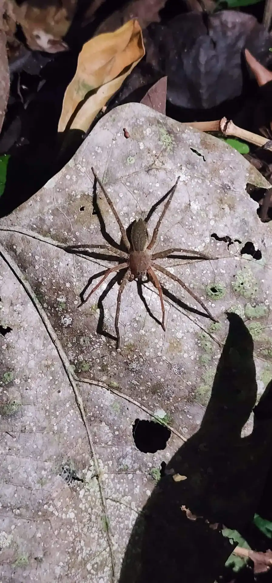 A spider on a leaf, spotted on a night walk.