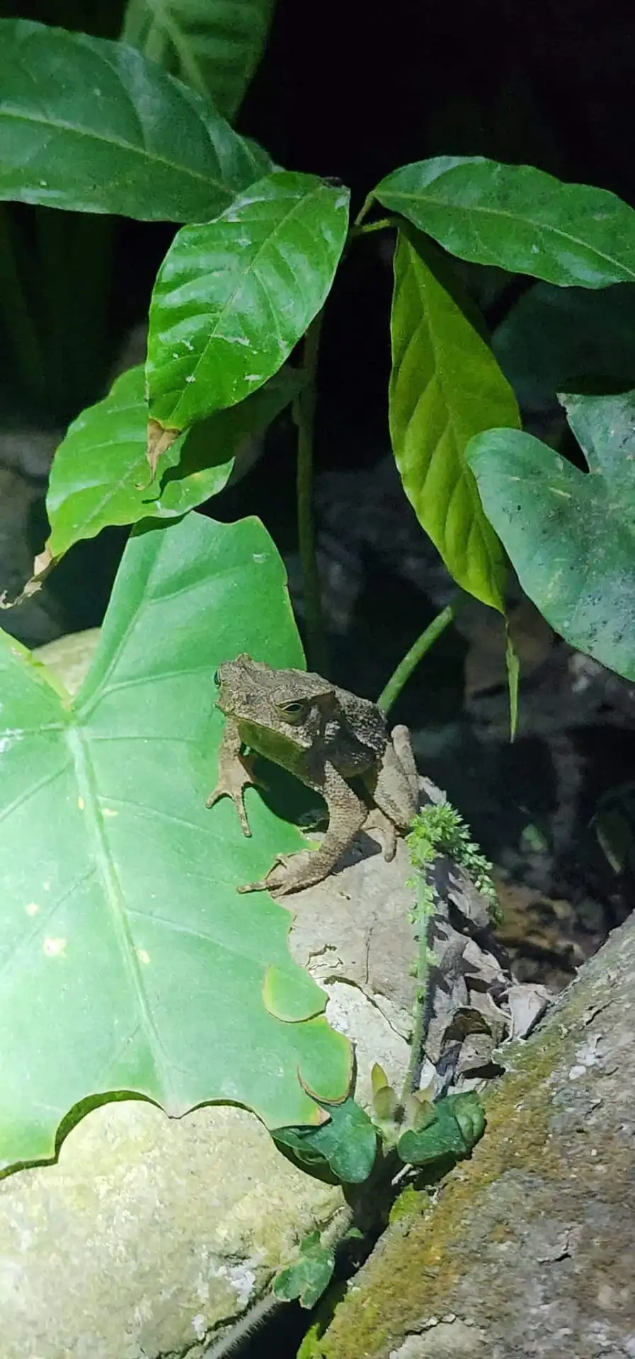 A frog on a leaf, spotted on a night walk near the lodge.