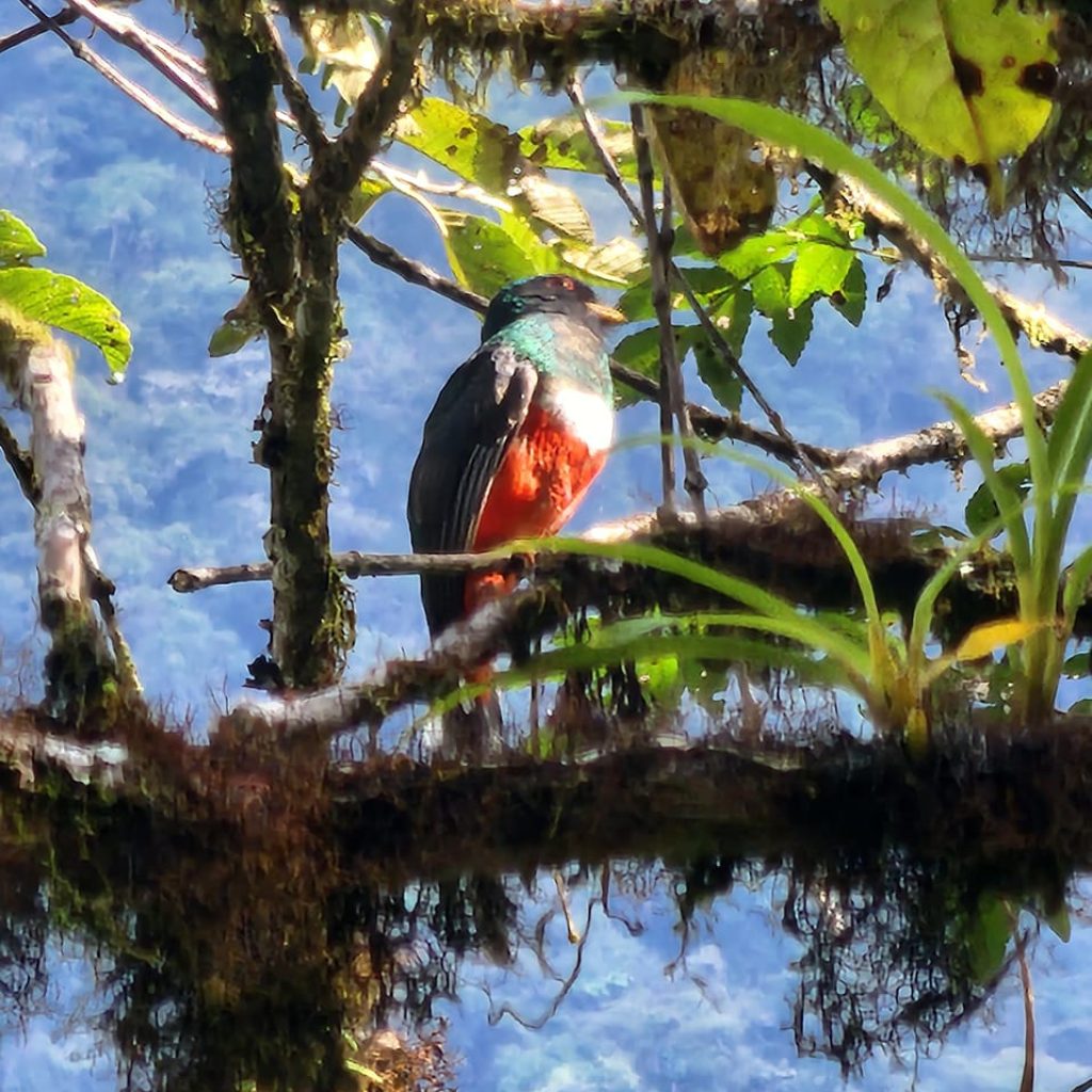 manu-inkanet-aves